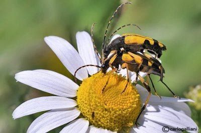 Ruptela maculata