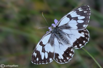 Melanargia lachesis