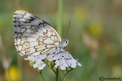 Melanargia russiae