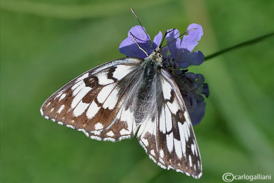 Melanargia russiae