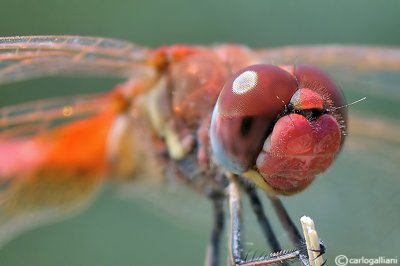  Sympetrum fonscolombei