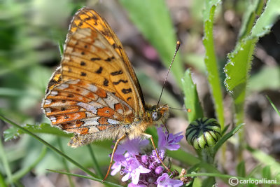 Boloria  euphrosyne