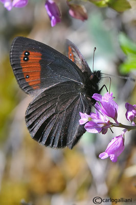Erebia meolans