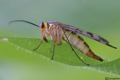 Mosca scorpione (Panorpa cognata )