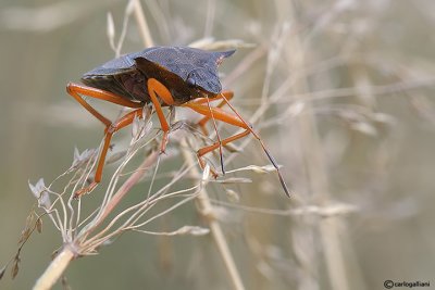 Pentatoma rufipes