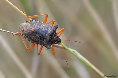 Eterotteri- Heteroptera