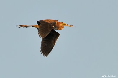 Airone rosso (Ardea purpurea)