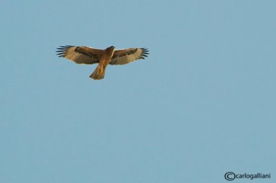 Aquila di Bonelli -Bonelli's Eagle (Aquila fasciata)