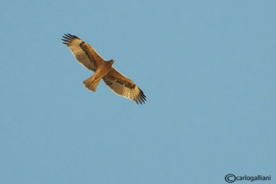 Aquila di Bonelli (Aquila fasciata)