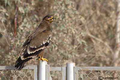 Aquila delle steppe-Steppe Eagle (Aquila nipalensis)