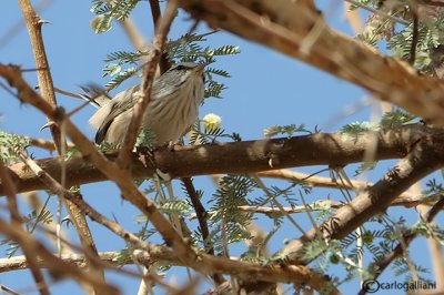 Beccamoschino inquieto-Scrub Warbler (Scotocerca inquieta)