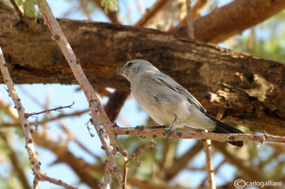 Codinero- Blackstart(Cercomela melanura)