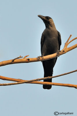 Corvo delle case -House Crow (Corvus splendens)