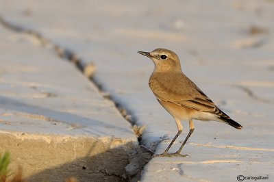 Culbianco isabellino-	Isabelline Wheatear(Oenanthe isabellina)