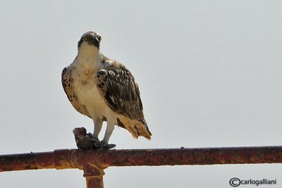 Falco pescatore-Osprey  (Pandion haliaetus)