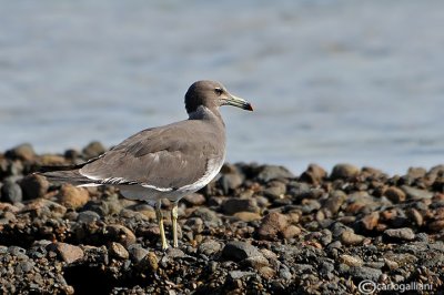 Gabbiano fuligginoso -Sooty Gull (Larus hemprichii)