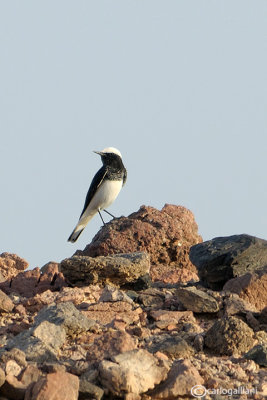 Monachella dal cappuccio -Hooded Wheatear(Oenanthe monacha)