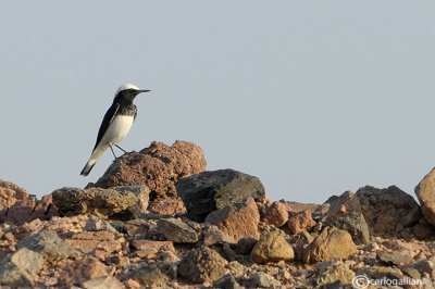 Monachella dal cappuccio -Hooded Wheatear(Oenanthe monacha)