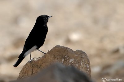 Monachella testabianca -White-crowned Black Wheatear(Oenanthe leucopyga)