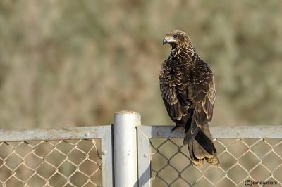 Nibbio bruno (Milvus migrans)