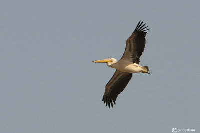 Pellicano bianco- Great White Pelican (Pelecanus onocrotalus)