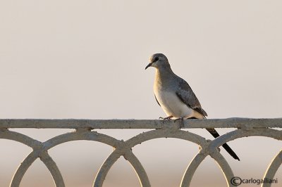 Tortora mascherata-Namaqua Dove (Oena capensis)