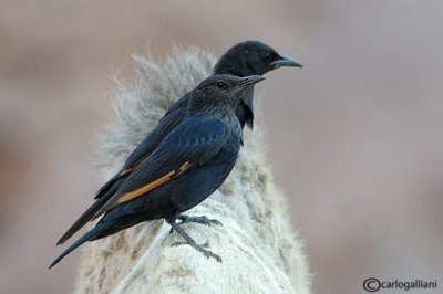 Storno di Tristram-Tristram's Starling  (Onychognathus tristramii)