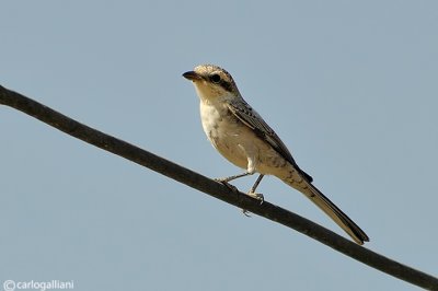 Averla mascherata (Lanius nubicus)