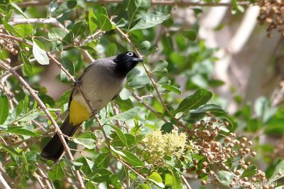 Bulbul ventregiallo-Yellow-vented Bulbul ( Pycnonotus xanthopygos)