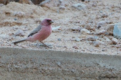 Ciuffolotto scarlatto del Sinai (Carpodacus synoicus)