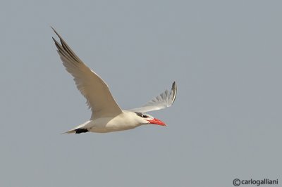 Sterna maggiore-Caspian Tern  (Sterna caspia)