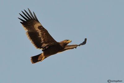 Aquila delle steppe	(Aquila nipalensis)