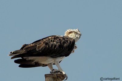 Falco pescatore-Osprey  (Pandion haliaetus)