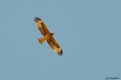 Aquila di Bonelli -Bonelli's Eagle (Aquila fasciata)