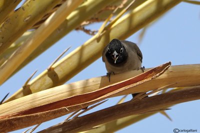 Bulbul ventregiallo (Pycnonotus xanthopygos)