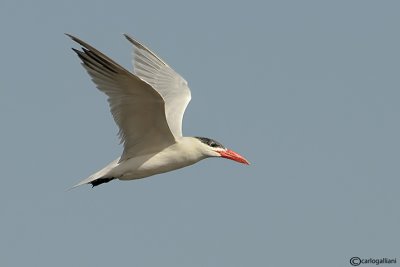 Sterna maggiore-Caspian Tern  (Sterna caspia)