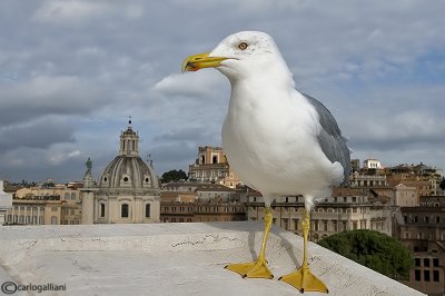 Gabbiano reale-Yellow-legged Gull  (Larus michahellis)