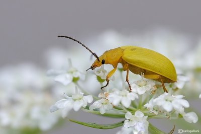 Cteniopus sulphureus