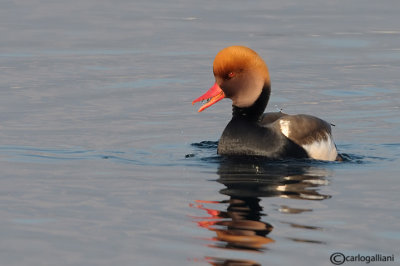 Fistione turco-Red-crested Pochard  ( Netta rufina)