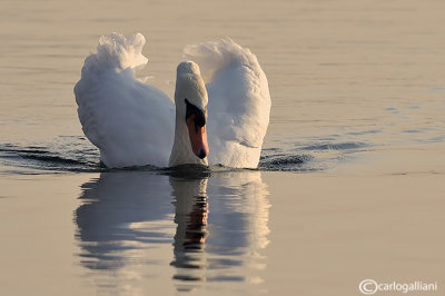 Cigno reale (Cygnus olor)