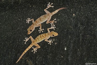 Ptyodactylus hasselquisti