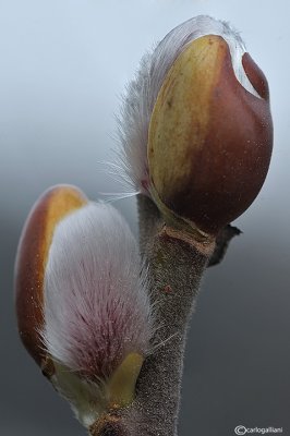 Salix sp.