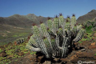 Fuerteventura