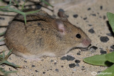 Topolino-House mouse  (Mus musculus)