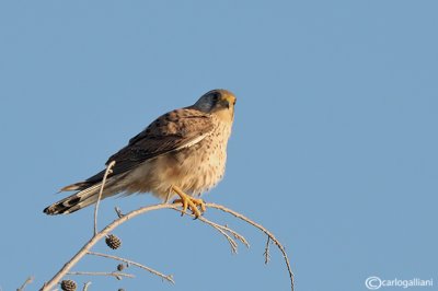 Gheppio -Eurasian Kestrel (Falco tinnunculus ssp. dacotiae)