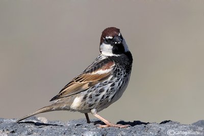 Passera sarda -Spanish Sparrow(Passer hispaniolensis)