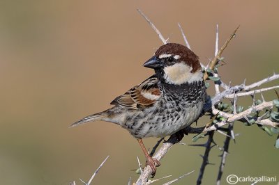 Passera sarda -Spanish Sparrow(Passer hispaniolensis)