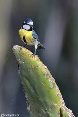 Cinciarella africana-African Blue Tit (Cyanistes teneriffae ssp. degener)