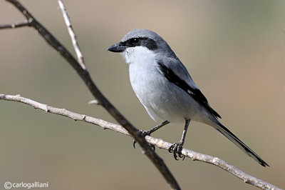 Averla maggiore meridionale- Southern Grey Shrike( Lanius meridionalis ssp. koenigi)