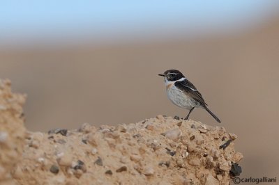 Saltimpalo delle Canarie-Fuerteventura Chat (Saxicola dacotiae)